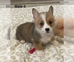Small #2 Pembroke Welsh Corgi