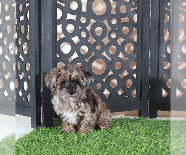 Medium Photo #4 Yorkipoo Puppy For Sale in MOUNT VERNON, OH, USA