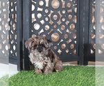 Small #3 Yorkipoo