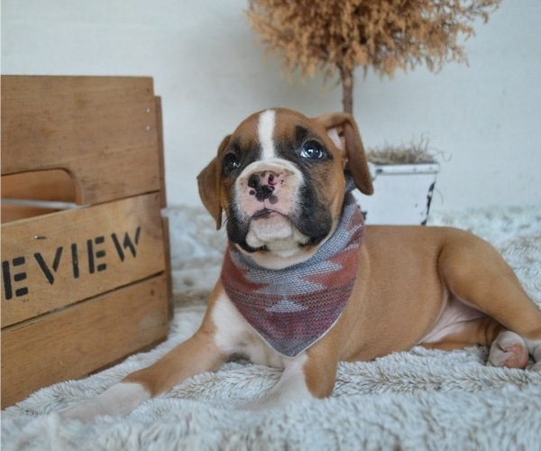 Medium Photo #3 Boxer Puppy For Sale in HONEY BROOK, PA, USA