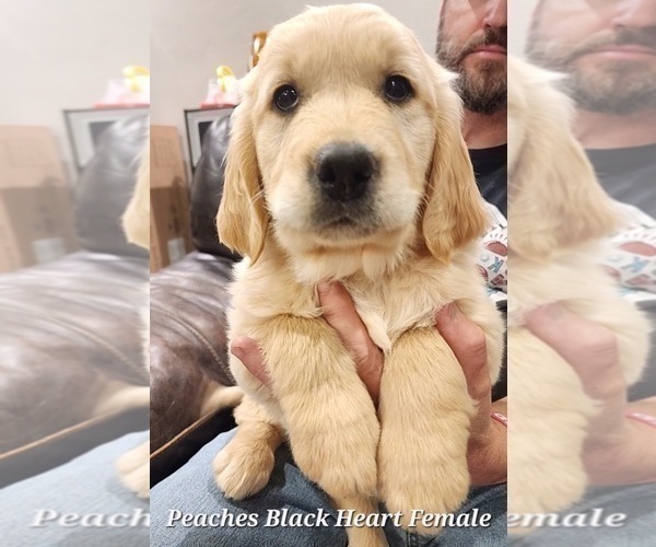 Medium Photo #1 Golden Retriever Puppy For Sale in KINGMAN, AZ, USA