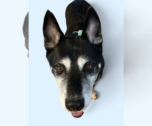 JOSH - Male Siberian Husky-Unknown Mix Dog for Adoption - Photo #2