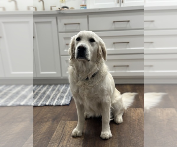 Medium Photo #1 English Cream Golden Retriever Puppy For Sale in ORLAND, CA, USA