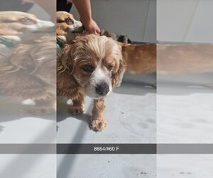 Cocker Spaniel Dogs for adoption in Studio City, CA, USA
