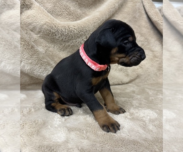 Medium Photo #12 Doberman Pinscher Puppy For Sale in NEWTON, NC, USA
