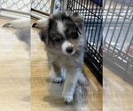 Small #5 Miniature Australian Shepherd
