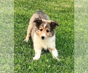 Shetland Sheepdog Puppy for sale in INDIANAPOLIS, IN, USA