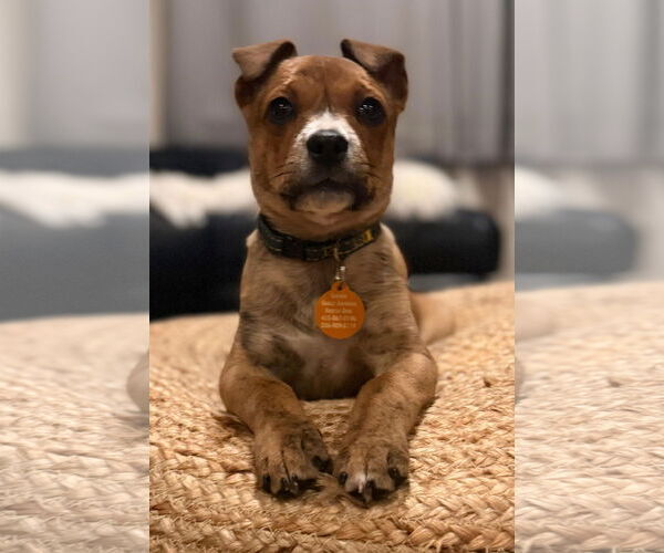 Medium Photo #3 Mutt Puppy For Sale in Bellevue, WA, USA