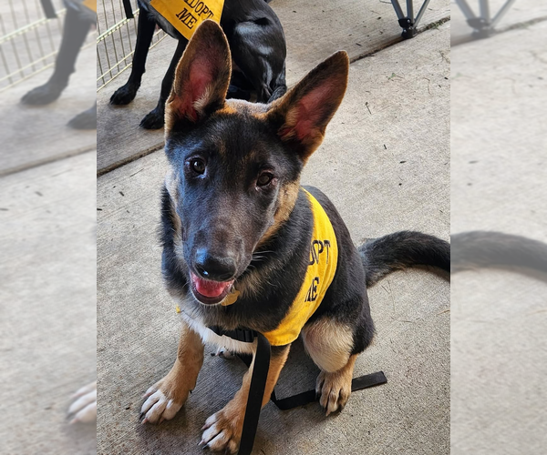Medium Photo #1 German Shepherd Dog Puppy For Sale in Kansas City, MO, USA
