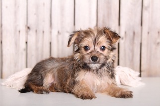 Havashire Puppy for sale in MOUNT VERNON, OH, USA