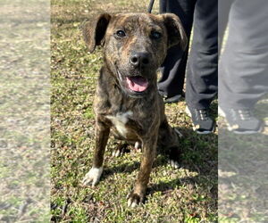 American Staffordshire Terrier-Unknown Mix Dogs for adoption in Wenonah, NJ, USA