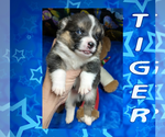 Small Photo #53 Pembroke Welsh Corgi Puppy For Sale in LOGAN, NM, USA