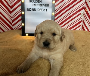 Golden Retriever Puppy for sale in EDWARDSBURG, MI, USA