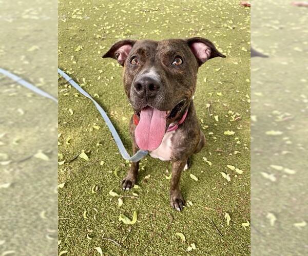 Medium Photo #1 American Pit Bull Terrier Puppy For Sale in Dedham, MA, USA