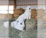 Small Photo #9 Great Pyrenees Puppy For Sale in SHADE GAP, PA, USA
