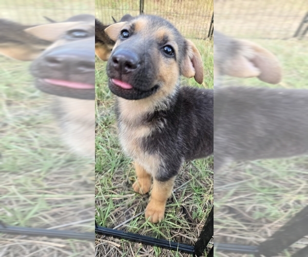 Medium Photo #5 German Shepherd Dog Puppy For Sale in INEZ, TX, USA