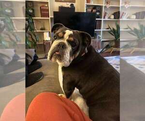 Bulldog Dogs for adoption in Davis, CA, USA