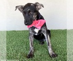 Small #1 Labrador Retriever Mix