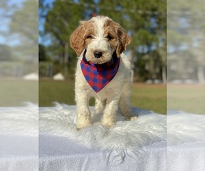 Goldendoodle Puppy for sale in FROSTPROOF, FL, USA