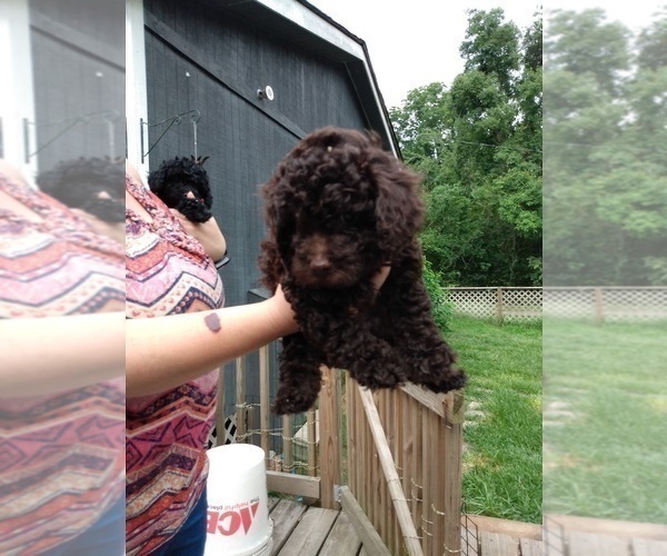 Medium Photo #12 Poodle (Toy) Puppy For Sale in SAVANNAH, GA, USA
