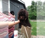 Small Photo #12 Poodle (Toy) Puppy For Sale in SAVANNAH, GA, USA