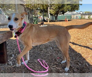 Australian Kelpie-Bull Terrier Mix Dogs for adoption in Santa Cruz, CA, USA