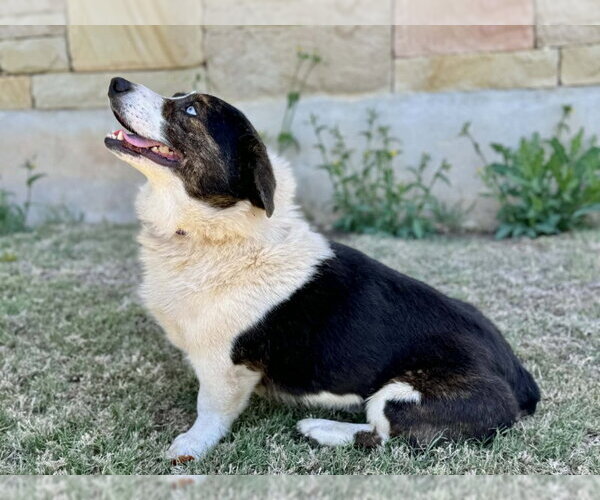 Medium Photo #4 Mutt Puppy For Sale in PIPE CREEK, TX, USA