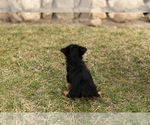 Small Photo #6 Yorkshire Terrier Puppy For Sale in MILLERSBURG, IN, USA