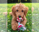 Small #36 Goldendoodle mix (+ Poodle Miniature)
