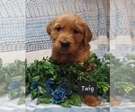 Image preview for Ad Listing. Nickname: Litter of 9