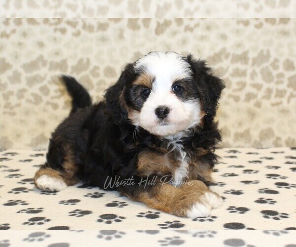 Medium Photo #2 Miniature Bernedoodle Puppy For Sale in DENVER, PA, USA