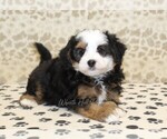 Small #1 Miniature Bernedoodle