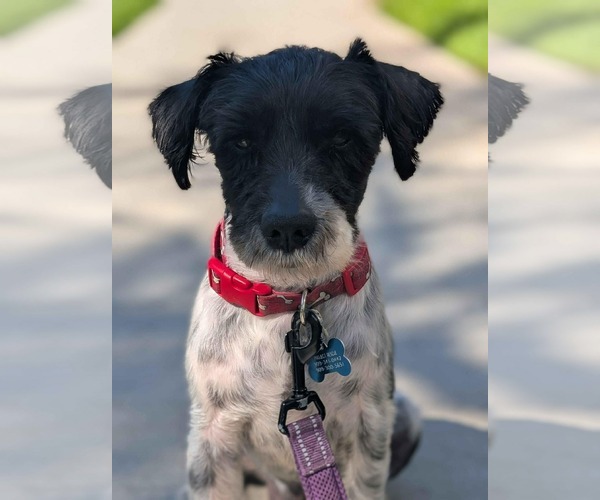 Medium Photo #3 Mutt Puppy For Sale in Menifee, CA, USA