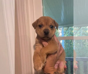 Mutt Dogs for adoption in Holly Springs, NC, USA