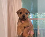 Oak - Male Mutt Dog for Adoption - Small photo