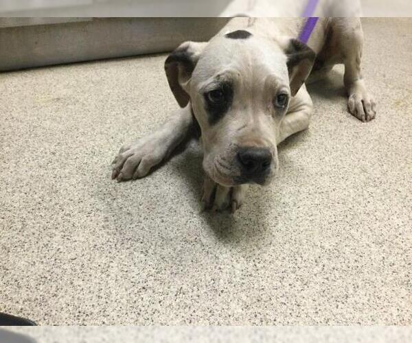 Medium Photo #1 Boxer-Unknown Mix Puppy For Sale in Riverside, CA, USA