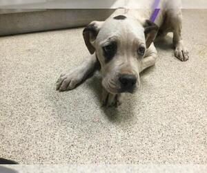 Boxer-Unknown Mix Dogs for adoption in Riverside, CA, USA