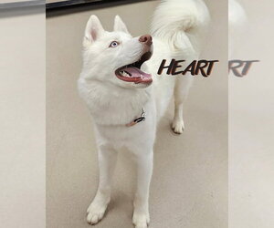 Asta - Male Siberian Husky Dog for Adoption - Photo #6
