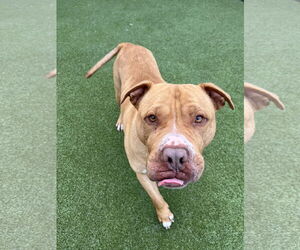 Bullypit Dogs for adoption in Princeton, MN, USA