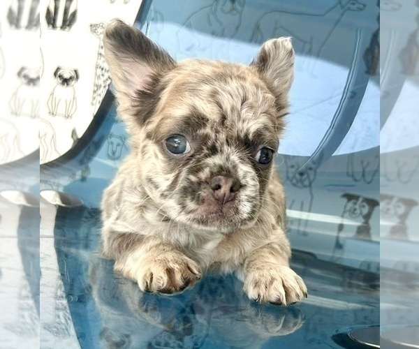Medium Photo #10 French Bulldog Puppy For Sale in LONG BEACH, CA, USA