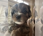 Puppy 2 Shih-Poo
