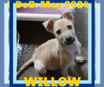 Small #15 Labrador Retriever Mix