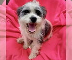 Small #3 Shih Tzu Mix
