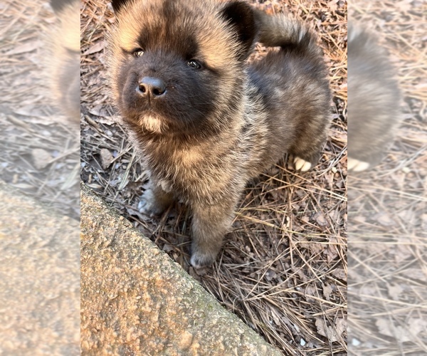 Medium Photo #1 Akita Puppy For Sale in MEMORIAL SQUARE, GA, USA