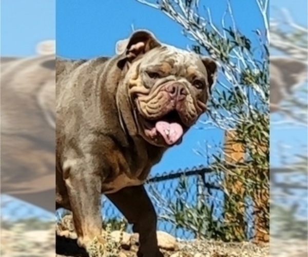 Medium Photo #17 English Bulldog Puppy For Sale in HESPERIA, CA, USA