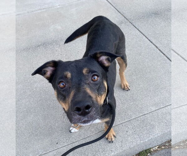 Medium Photo #11 German Shepherd Dog-Unknown Mix Puppy For Sale in Davis, CA, USA