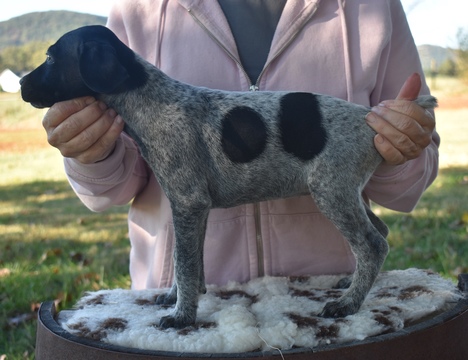 Medium Photo #2 German Shorthaired Pointer Puppy For Sale in GAINESVILLE, GA, USA