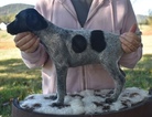Small Photo #2 German Shorthaired Pointer Puppy For Sale in GAINESVILLE, GA, USA