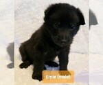 Small Photo #4 German Shepherd Dog Puppy For Sale in CULLMAN, AL, USA