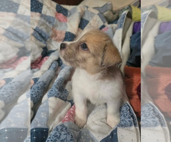 Medium Photo #2 Cairn Terrier-Unknown Mix Puppy For Sale in Oakhurst, NJ, USA